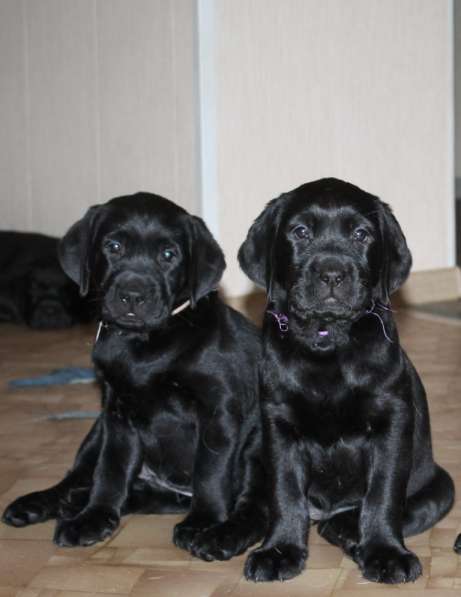 Щенки Лабрадора ретривера в Нижнем Новгороде фото 7