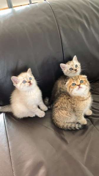 Британские котята в фото 8