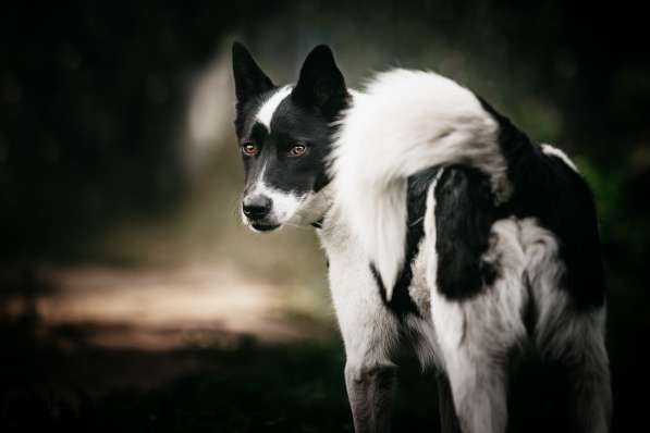 Красивый пёс Рэнди в добрые руки! в Москве фото 29