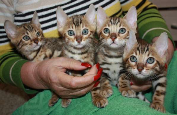 Продам бенгальских котят в Красноярске фото 10