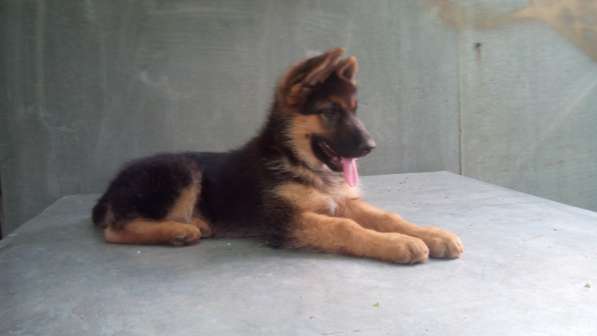 Щенок немецкой овчарки девочка с родословной в Симферополе фото 20
