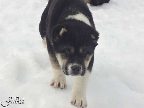 Продаются щенки САО(алабаи),от отарников Таджикистана в Владимире фото 16