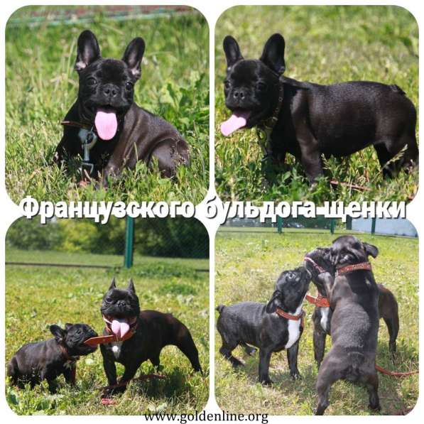 Французский бульдог подрощенная девочка в Москве фото 29