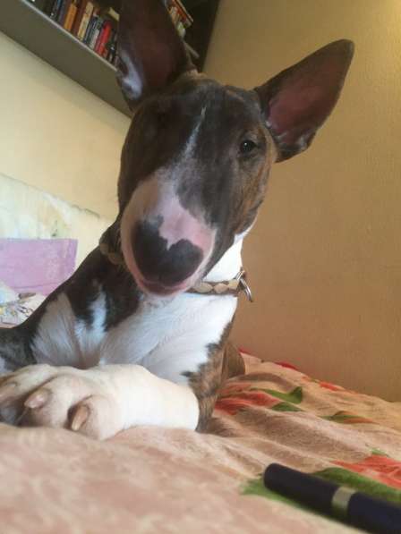 Standard Bullterrier. Female в Санкт-Петербурге фото 9