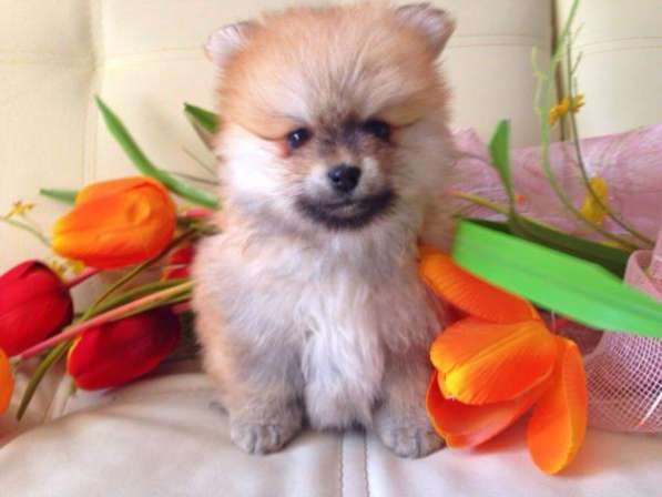 Щенок шпица персиковая девочка