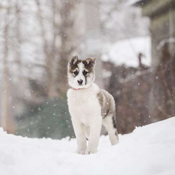 Щенок Ося ищет доброго хозяина! в Москве фото 18