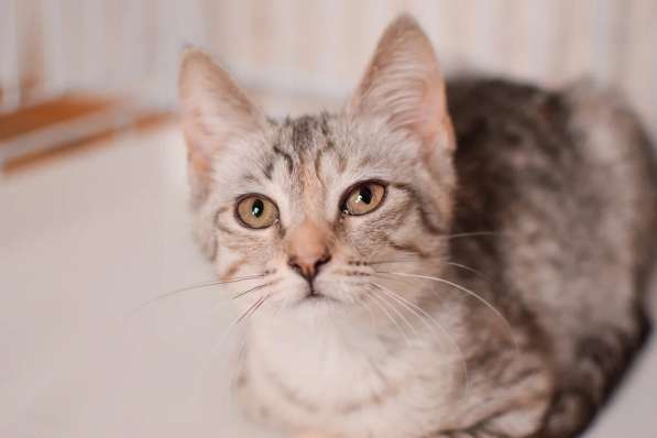 Нежная котенок Принцесса - ищет дом в Москве фото 3