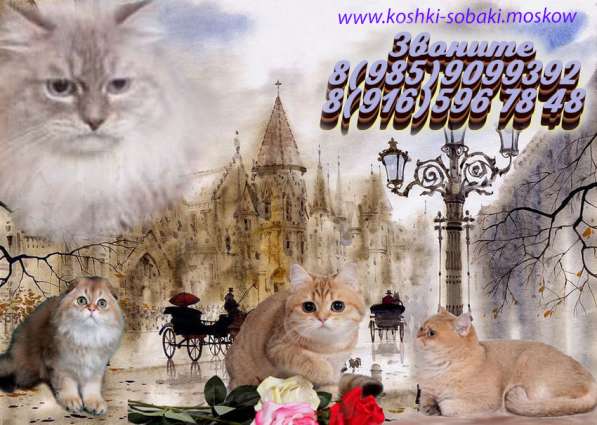 Котята разного возраста и окраса в Москве фото 11