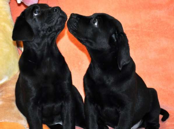Черные щенки лабрадора ретривера от Чемпионов в Санкт-Петербурге