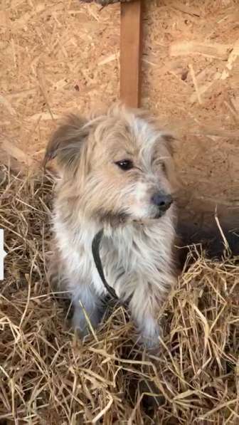 Чарлик хочет домой в Москве фото 12