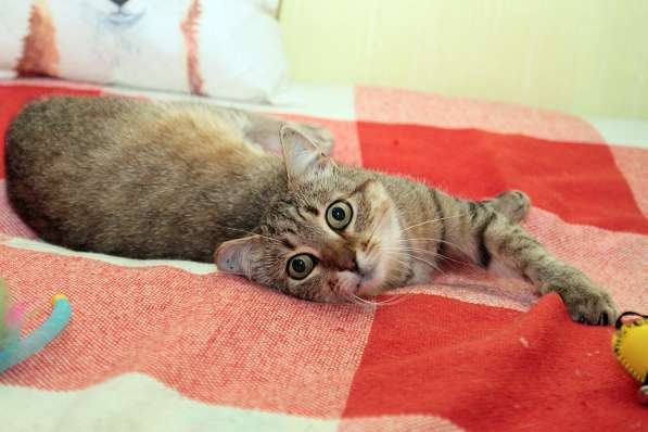 Ласковый мурлыка в Санкт-Петербурге фото 25