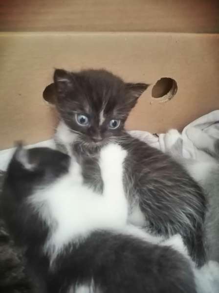 Котята в Новосибирске фото 21