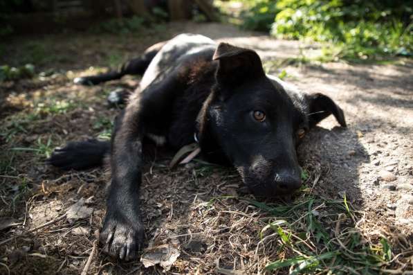 Классный щенок в поисках дома в Москве