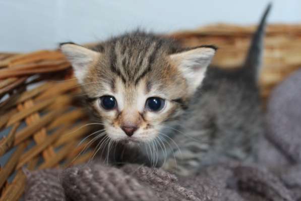 Котенок в Москве фото 4