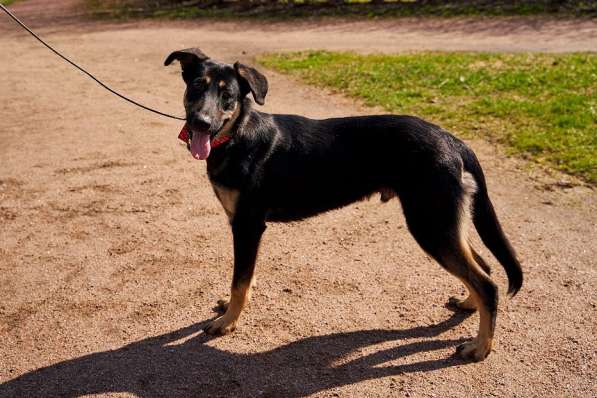 Щенок мальчик ищет дом в Санкт-Петербурге фото 6