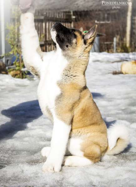 Щенки Американской акиты в Санкт-Петербурге фото 17