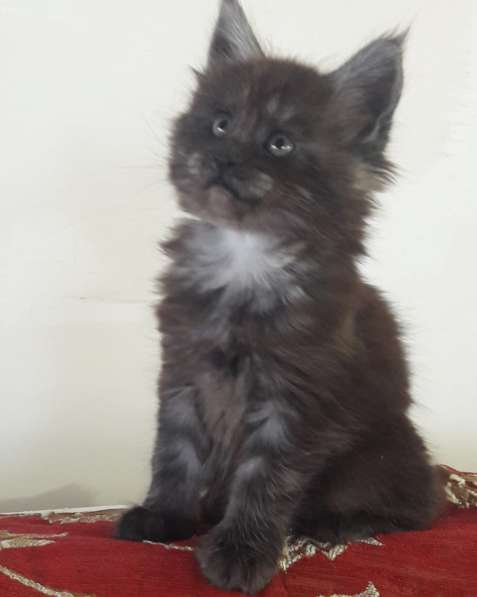 Девочка Мейн Кун в Ставрополе фото 7