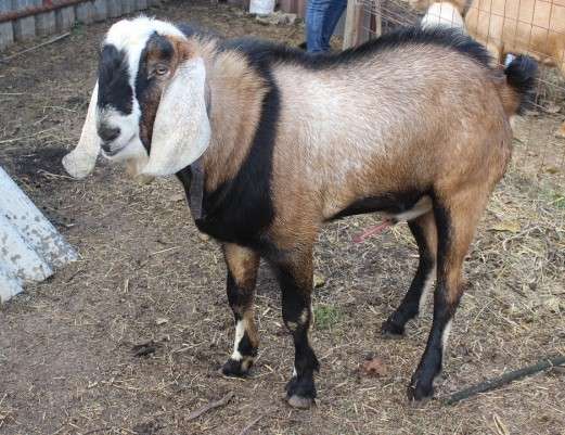Нубийский козлик на племя от 100% супер козла в Краснодаре фото 5