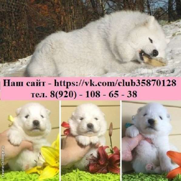 Ярчайшие самоеды для души