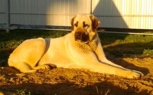 Щенки Кангала для ценителей породы в Москве фото 18