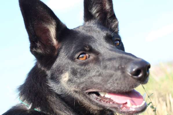 Мечтали о овчарке! в Москве фото 3