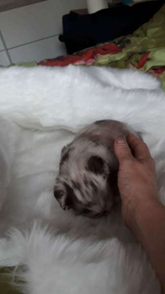 Chihuahua ❤❤❤ Один малыш ещё свободный в фото 8