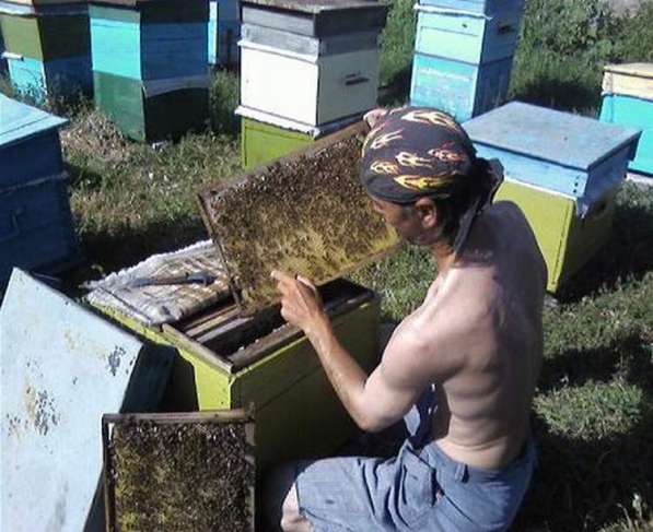 Мёд натуральный в Севастополе фото 4