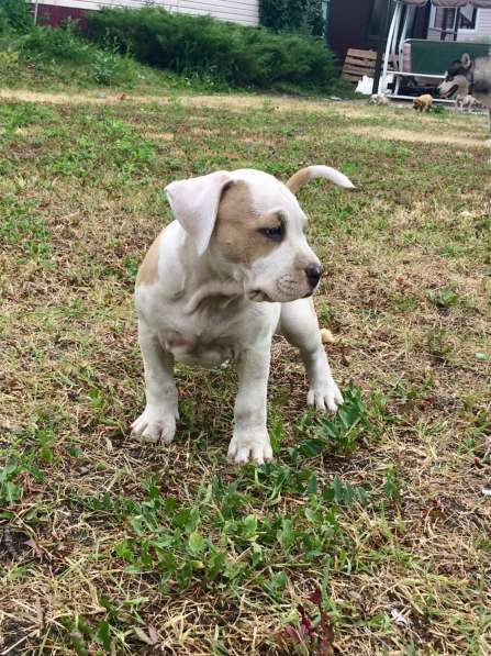 Для ценителей Амстаффтерьера РКФ в Пензе фото 18