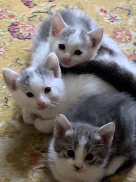 Котята в добрые руки в Москве фото 16