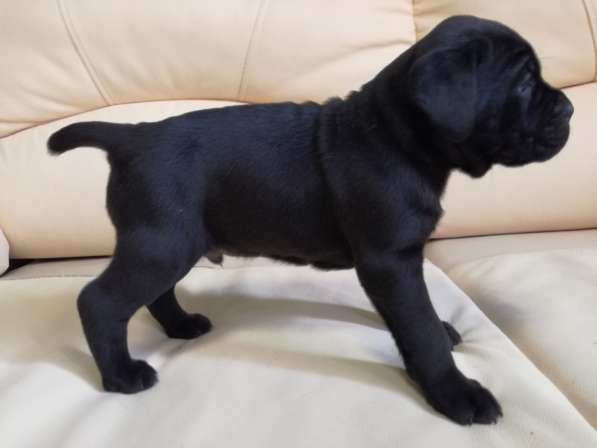 Продам девочку кане корсо. Родилась 10 в Калуге фото 11