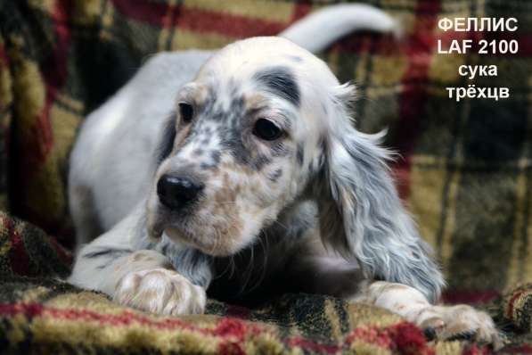 Английский сеттер щенки из элитного питомника в Москве фото 76