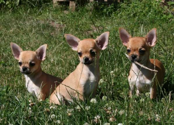 Продам замечательных щенков чихуахуа в Красноярске фото 9