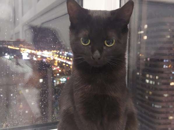 Кошка Чёрная Мамба ищет дом