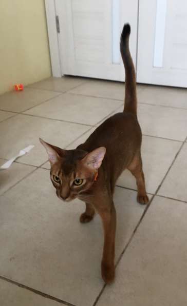 Абиссинский кот. Вязка в Москве фото 4