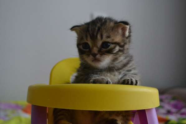 Шотландская вислоухая кошечка в фото 9