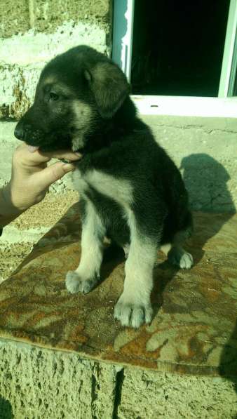 Продаются щенков ВЕО в Евпатории фото 29