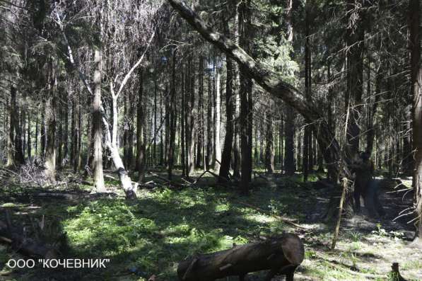 Удаление деревьев, вырубка сухостоя и аварийных деревьев в Москве фото 3