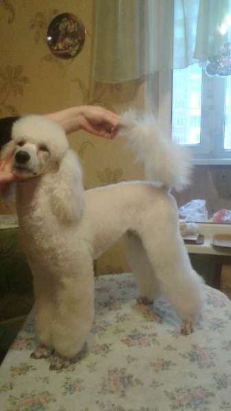 ПРОДАЮТСЯ МАЛЫЕ БЕЛЫЕ ПОРОДНЫЕ МАЛЬЧИКИ в Санкт-Петербурге фото 3