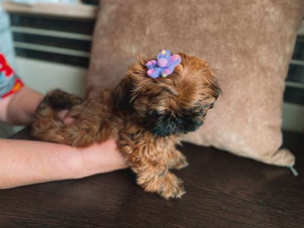 Малыш ши-тцу в Москве фото 8