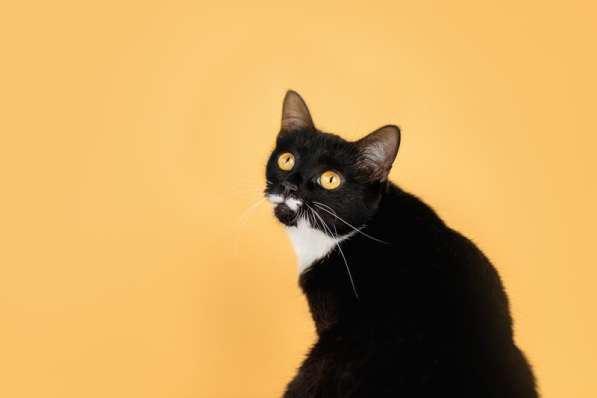 Золотоглазая красавица черно-белая кошка Стасия в дар в Москве фото 3
