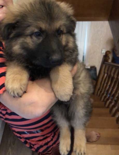 Продаю щенков немецкой овчарки зонарного окраса в Самаре фото 11