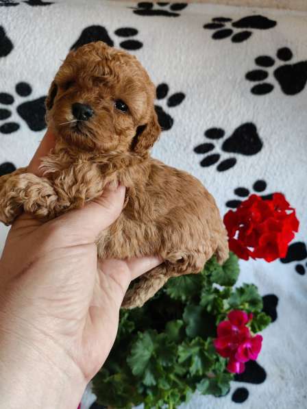 Щенки декоративных пород собак в Москве фото 14