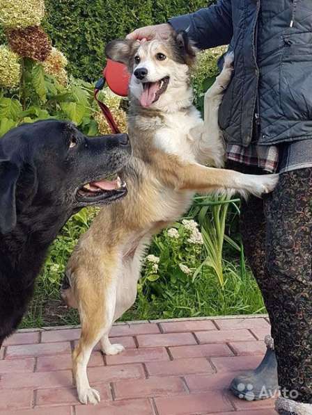 Красавица Шанти, метис шелти, молодая собачка в Москве фото 4