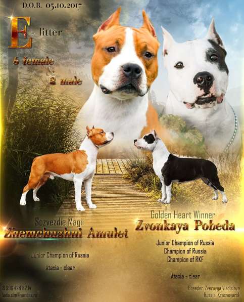 Щенки амстаффа в Красноярске фото 21