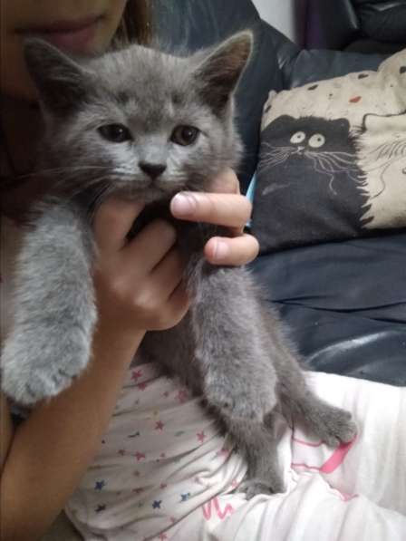 Британский котенок в фото 7
