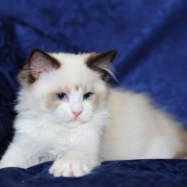 Рэгдолл котята в фото 55