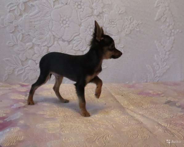 Щенки Русского Той терьера в Красноярске фото 17