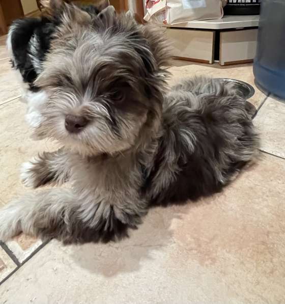 Щенки, Бивер, Шоколад