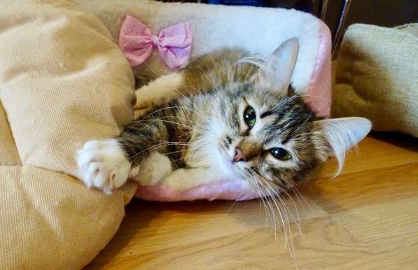 Шикарная пушистая трехцветка Джулия в добрые руки в Москве фото 9