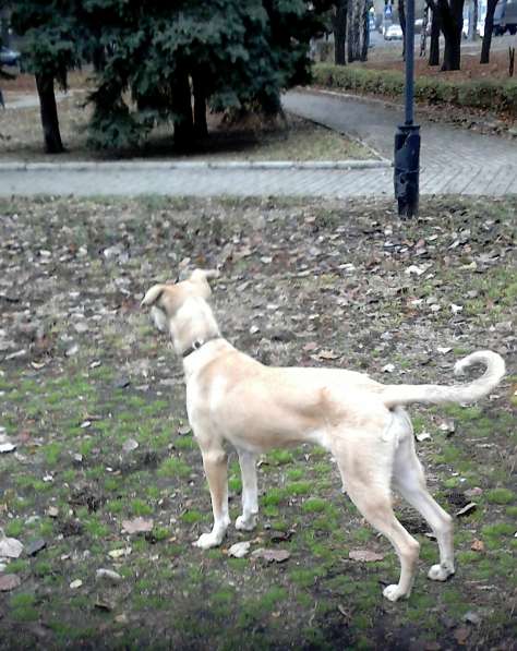 Прекрасная годовалая собака - метис амстаффа в фото 3